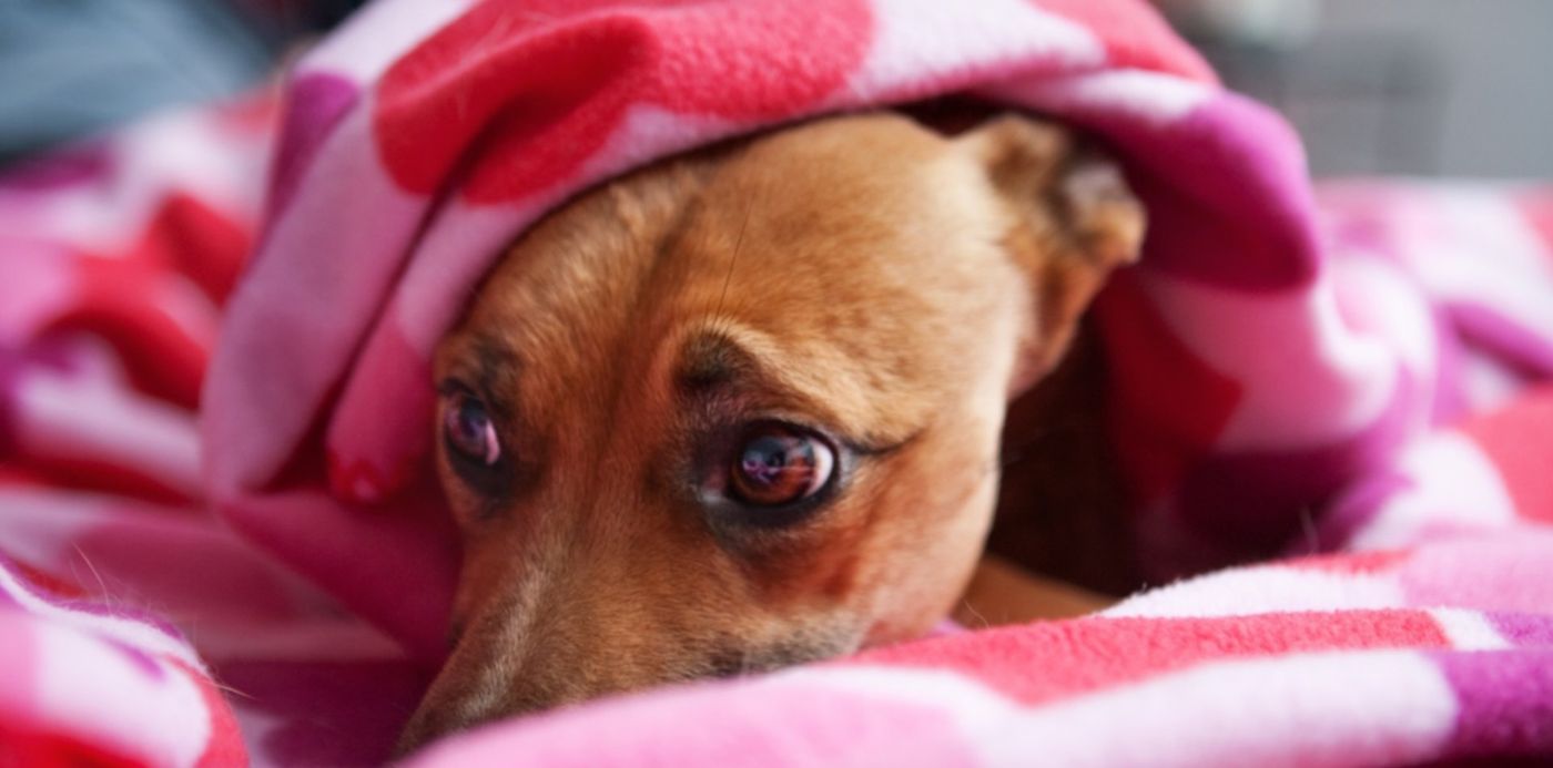 1545678595904.jpg?height=743&scaleY=1&y=83&width=1487&rotate=0&scaleX=1&ow=1500&oh=1000&x=10&&cw=1920&ch=950