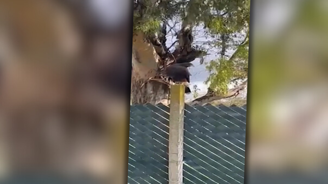 temor en gonnet por el ataque de un gavilan: metete adentro, no lo provoques