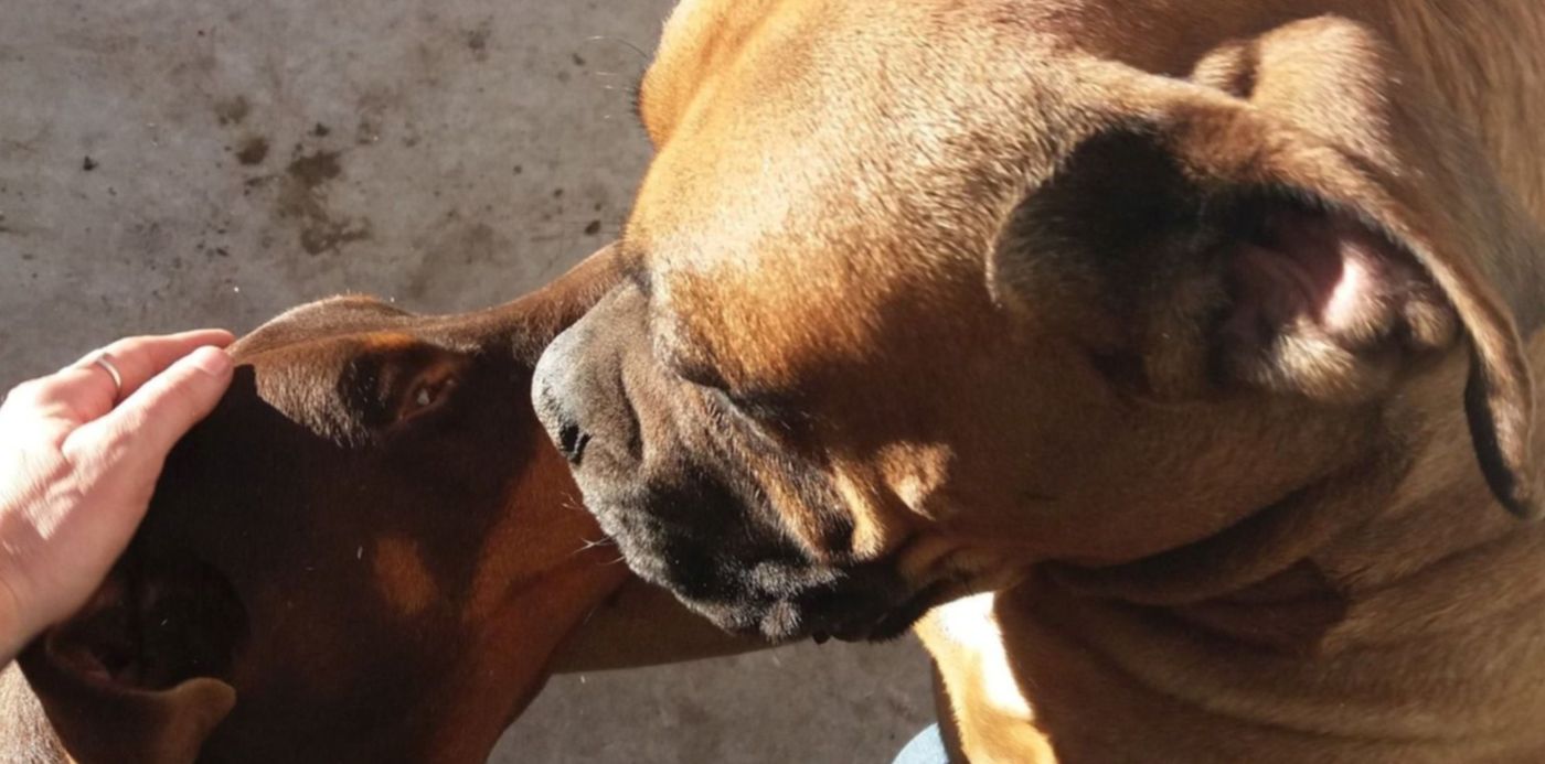 1554673064239.jpg?y=214&width=1484&height=742&rotate=0&scaleX=1&x=8&scaleY=1&ow=1500&oh=1329&&cw=1920&ch=950