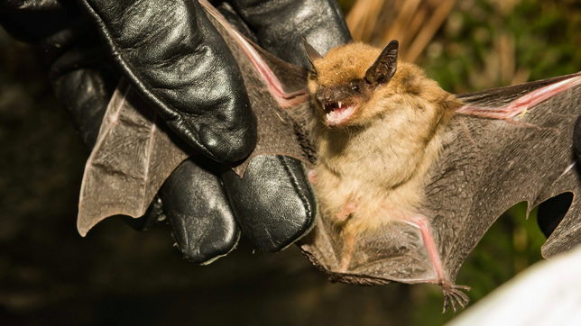 alarma en la plata por un caso de rabia confirmado en un murcielago