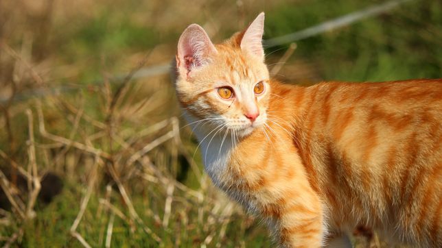 0221.com.ar | Gato 2.jpg