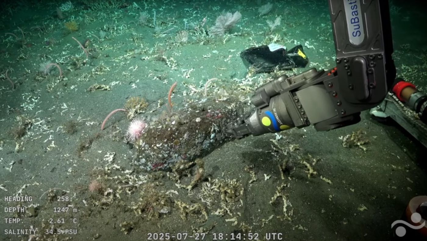 El robot SuBastian explora a más de 3.900 metros de profundidad el fondo marino frente a Mar del Plata, transmitiendo todo en vivo