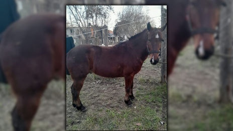 Robaron un caballo en Los Hornos y su familia lo busca para ayudar a un nene con discapacidad