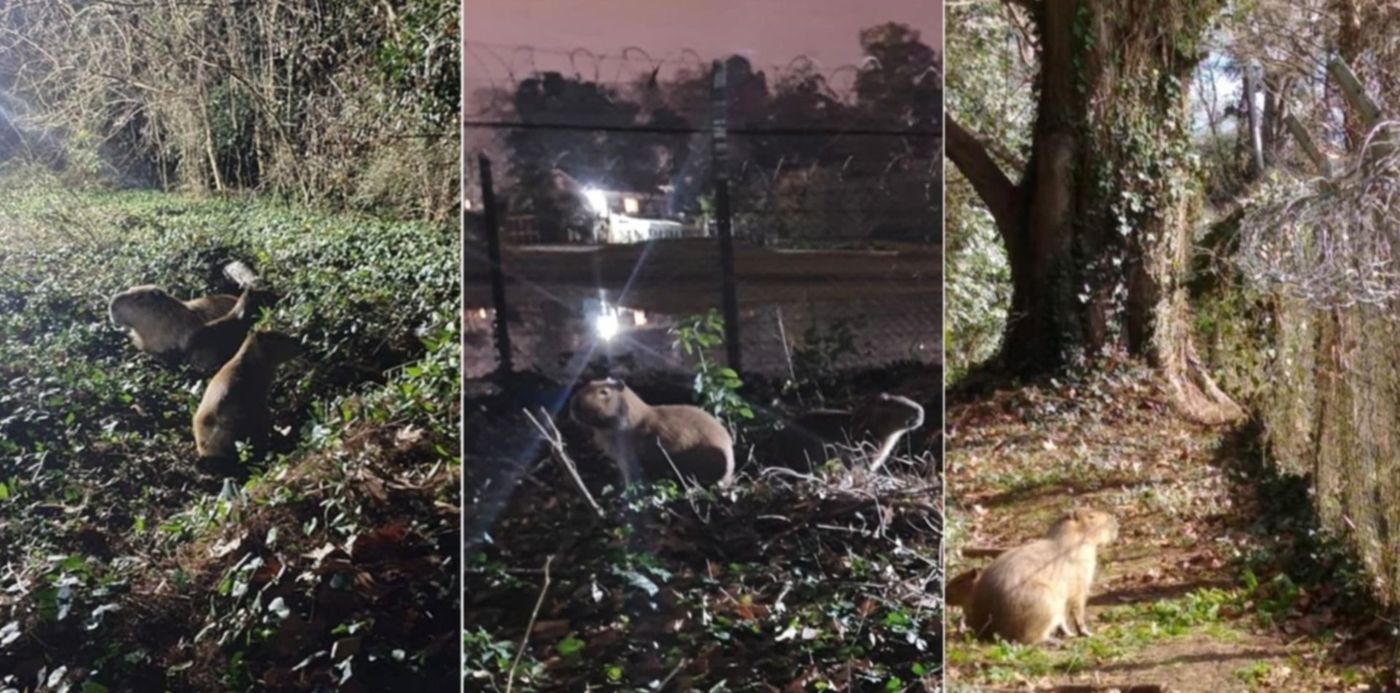 1594123681012.jpg?x=21&y=6&width=1458&height=729&rotate=0&scaleX=1&scaleY=1&ow=1500&oh=742&&cw=1920&ch=950