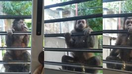 se colgo de la ventana y comio banana: mas videos del mono que esta suelto en villa elisa se colgo de la ventana y comio banana: mas videos del mono que esta suelto en villa elisa