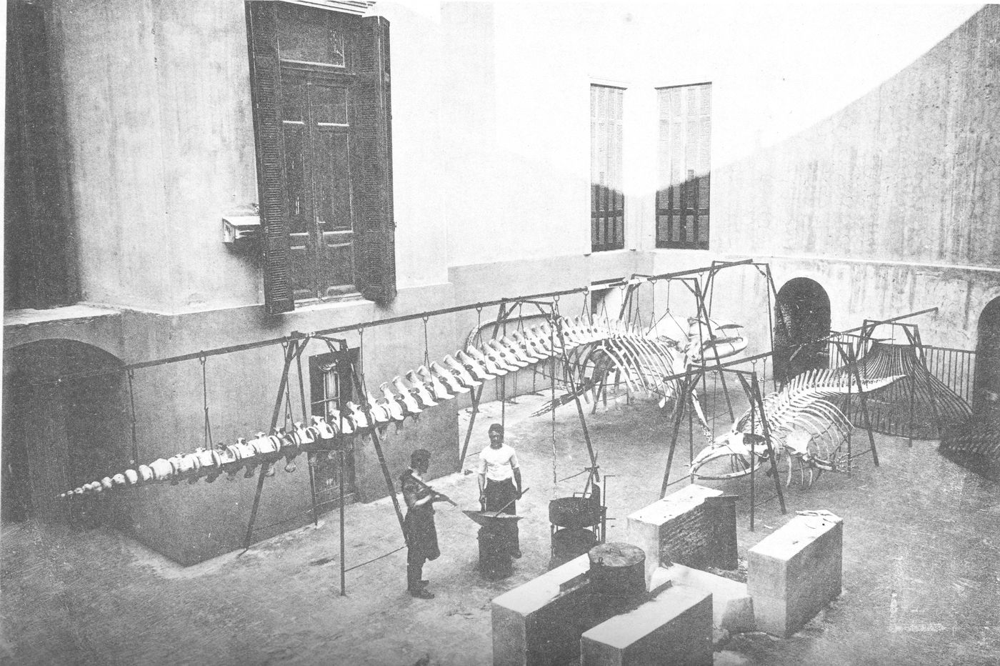 Taller de herrería y de montaje del Museo de La Plata. Los preparadores trabajan con un esqueleto de ballena. 1890