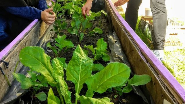 hicieron una huerta comunitaria en la plata, a los vecinos no les gusto y la desarmaron