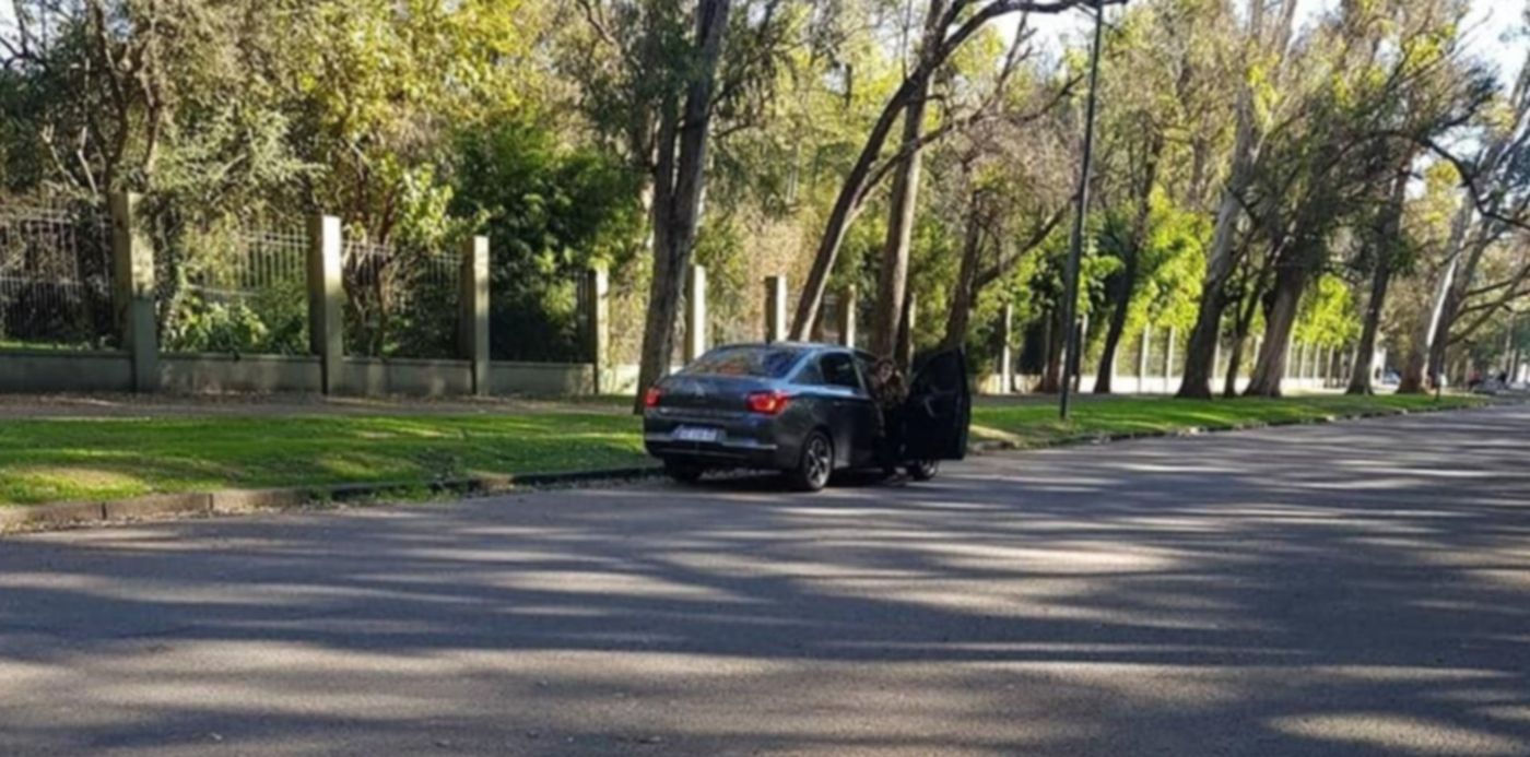 abandono gato- bioparque - bosque