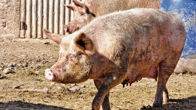 alerta por dos casos confirmados de triquinosis en la region