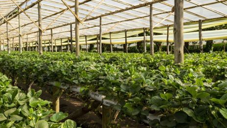 Llegó el día de la Feria Agroecológica en el Paseo del Bosque de La Plata Llegó el día de la Feria Agroecológica en el Paseo del Bosque de La Plata