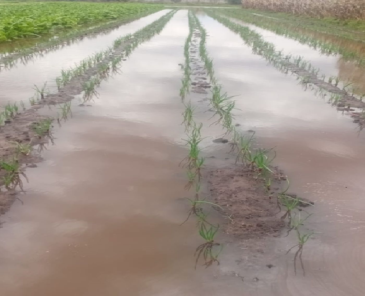 Las quintas llenas de agua después de las tormentas de viernes y sábado
