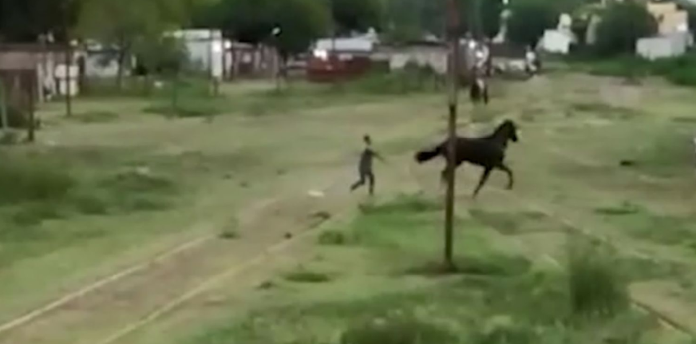 caballo