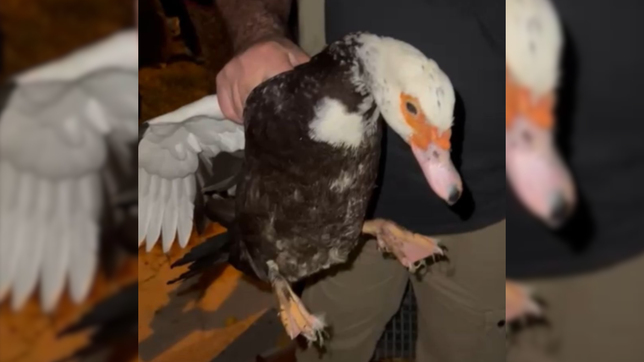 hallan animales muertos en la casa de una expolicia y rescatan a mas de 15 en estado critico