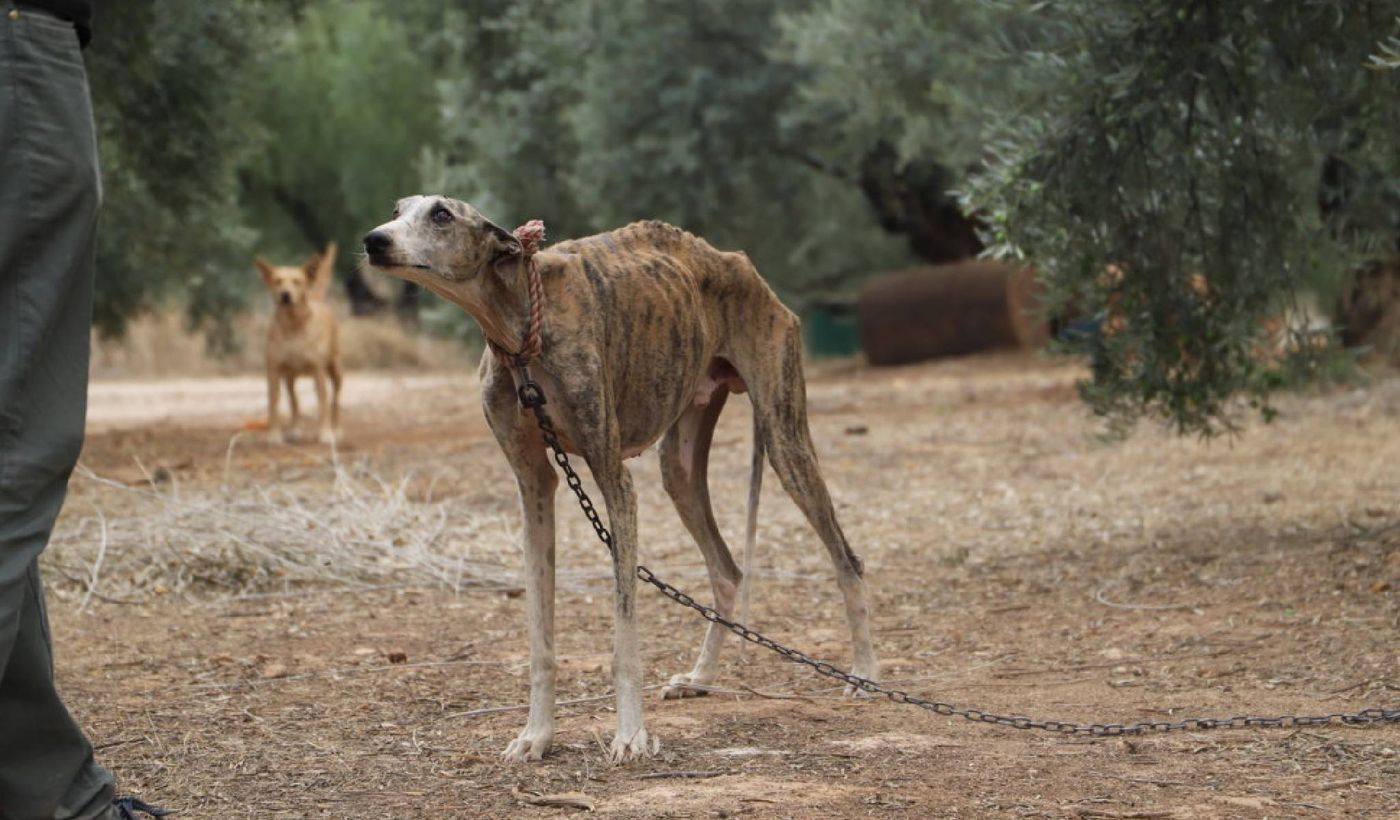 Galgo maltrato animal