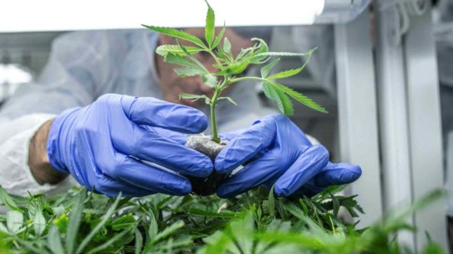 historico fallo en la plata en favor de quienes cultivan marihuana con fines medicinales