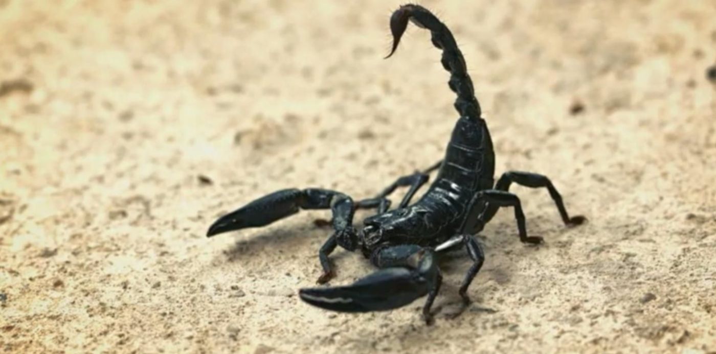 1549147763606.jpg?x=11&y=22&width=1260&height=630&rotate=0&scaleX=1&scaleY=1&ow=1280&oh=720&&cw=1920&ch=950