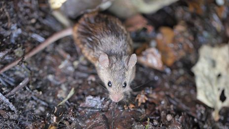 Crece la preocupación en La Plata por el hantavirus y exigen datos oficiales de la situación Crece la preocupación en La Plata por el hantavirus y exigen datos oficiales de la situación