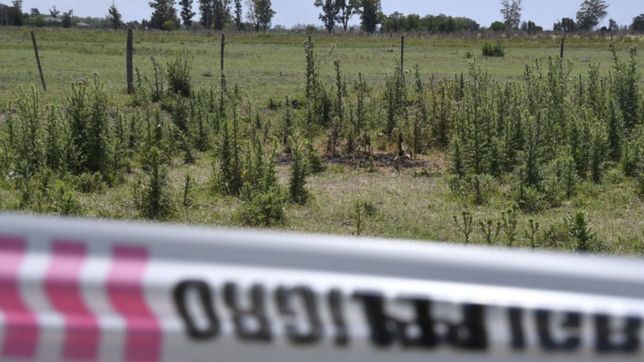 femicidio en un descampado de la plata: ¿que hipotesis manejan los investigadores?