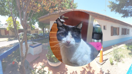 Denuncian que en la comisaría de Ringuelet usaron un veneno para ratas tan fuerte que mató a un gato