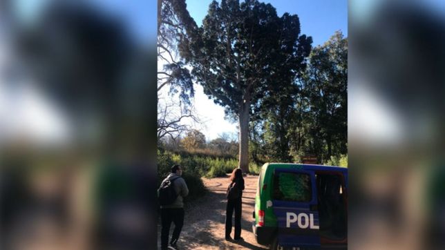 con guardia policial y aislado: ¿por que no se pudo visitar al arbol de cristal?