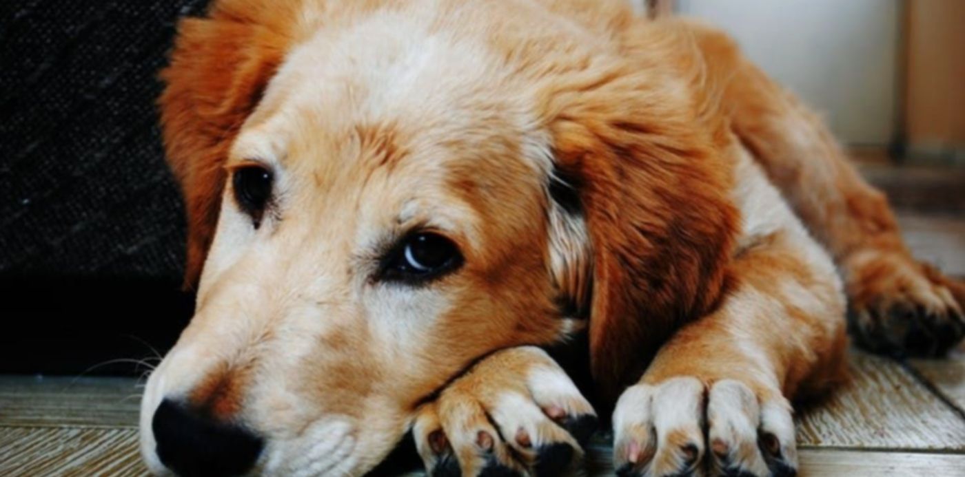 1560866588481.jpeg?ow=940&x=4&height=466&scaleX=1&scaleY=1&y=74&width=932&rotate=0&oh=629&&cw=1920&ch=950