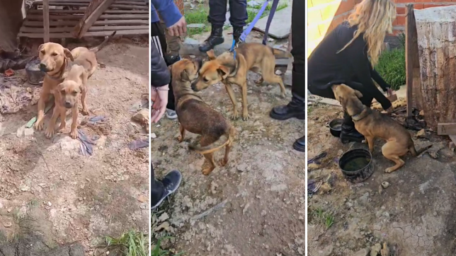 la justicia rescato a dos perras en melchor romero que estaban abandonadas y desnutridas