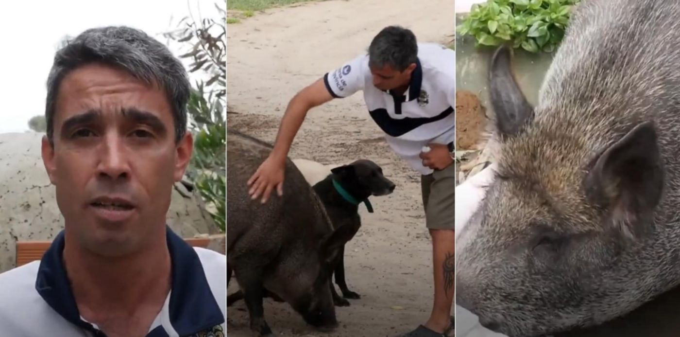 hincha gimnasia jabalí