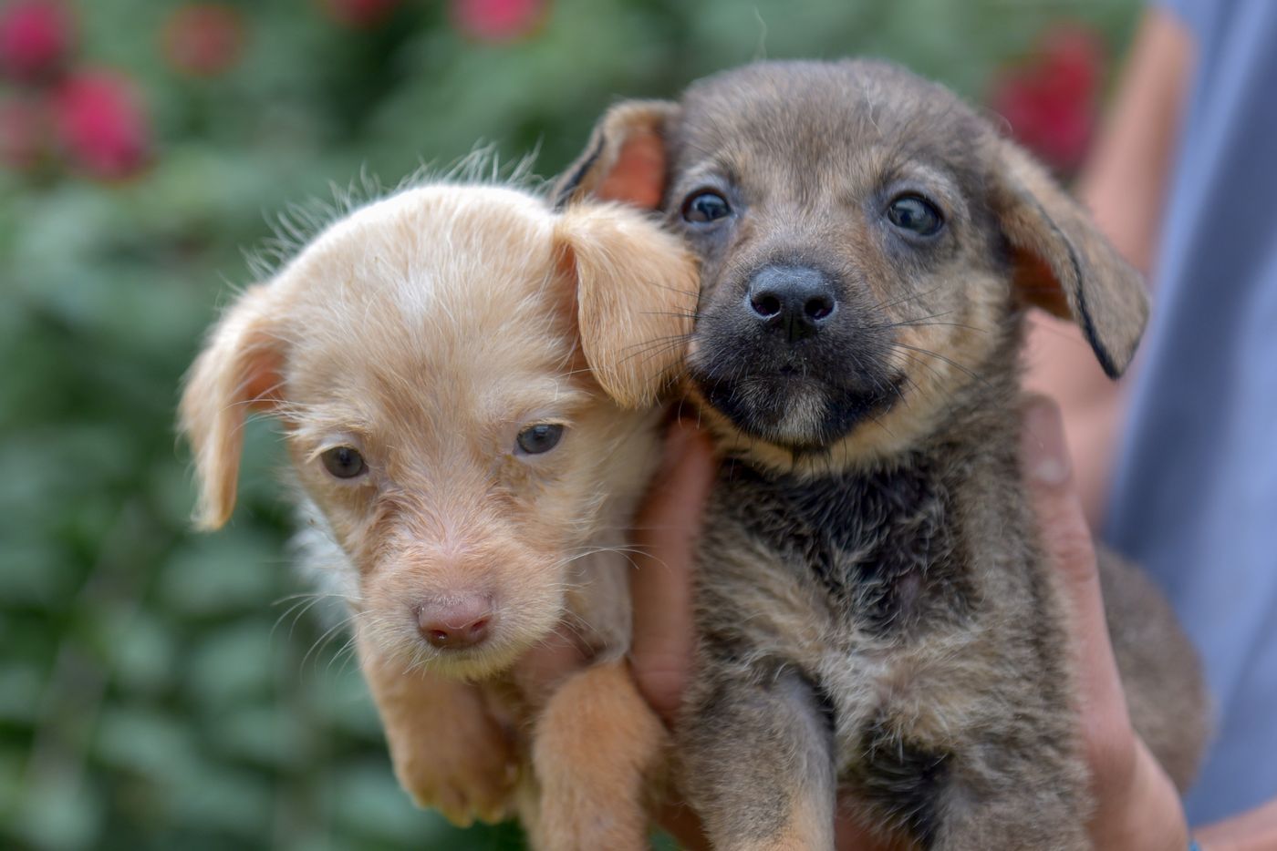 cachorros adopcion.jpg
