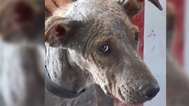 abandonaron a un perro en un puesto policial y ahora lo cuidan en la municipalidad
