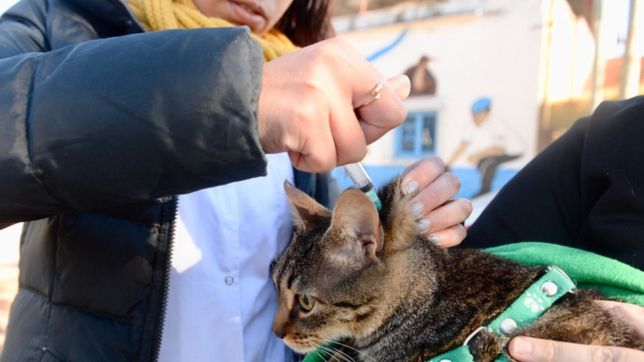 se viene una nueva jornada de vacunacion veterinaria gratuita en plaza espana