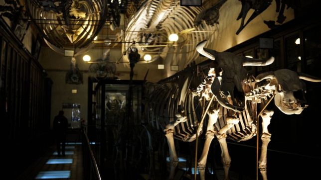 con un fosil, cientificos recrean la evolucion de los dinosaurios hasta los cocodrilos