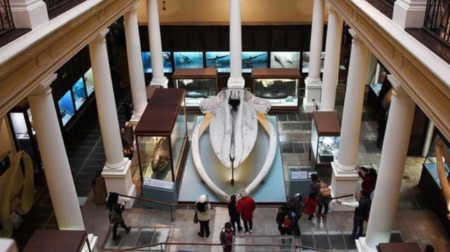 el museo de la plata finalizo con la puesta en valor de la sala de vertebrados acuaticos
