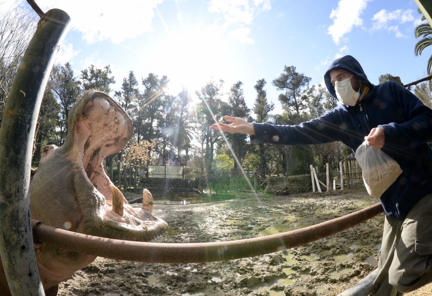 Hipólito el hipoótamo del ex zoo Bioparque (1)