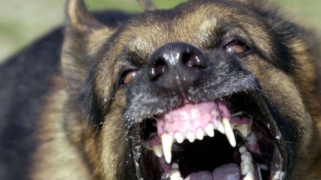 murio una mujer tras ser atacada por sus tres perros en la puerta de su casa