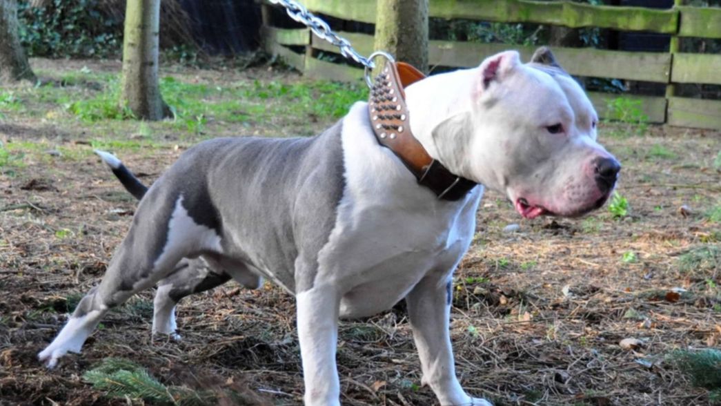 Una mujer de 87 años murió al intentar salvar a su caniche del feroz ataque de un pitbull