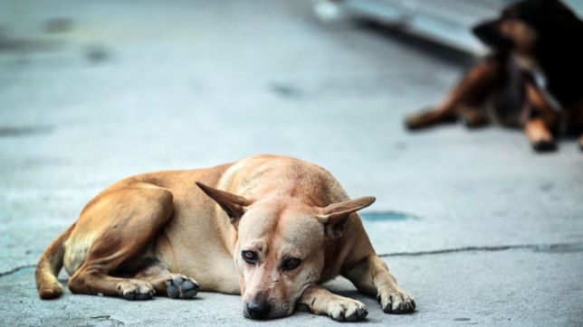 ¿como funciona y para que sirve my pets, la app que fue distinguida en el concejo deliberante?