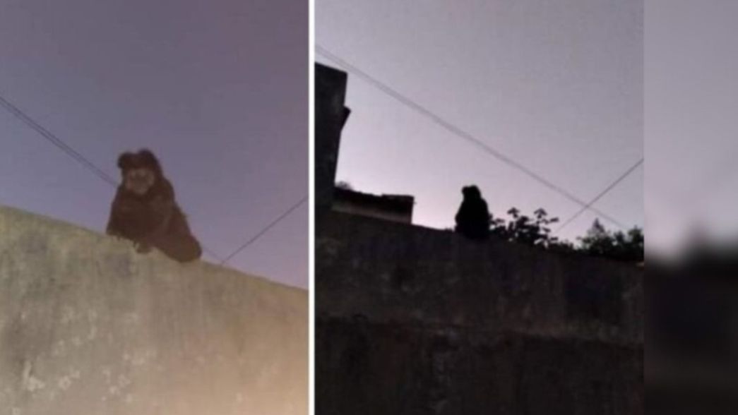 Sorpresa e incertidumbre por un mono que apareció por los techos en La Plata