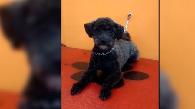 la conmovedora historia del platense que ofrece su iphone para encontrar a su mascota