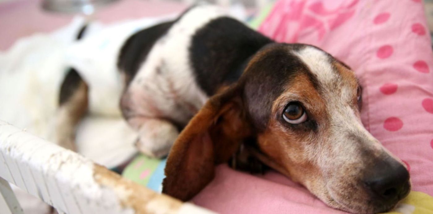 1576788648482.jpg?x=9&y=141&width=1482&height=741&rotate=0&scaleX=1&scaleY=1&ow=1500&oh=1010&&cw=1920&ch=950