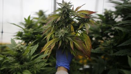 Reglamentan la ley de Cannabis Medicinal y Cáñamo Industrial a 15 meses de su sanción