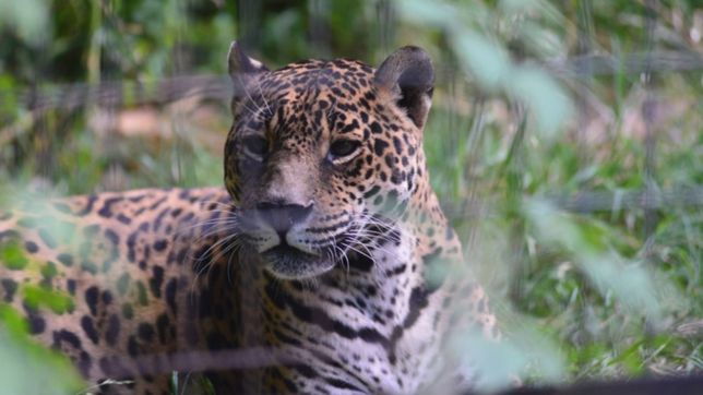a mas de un ano de su cierre, asi esta el bioparque de la plata