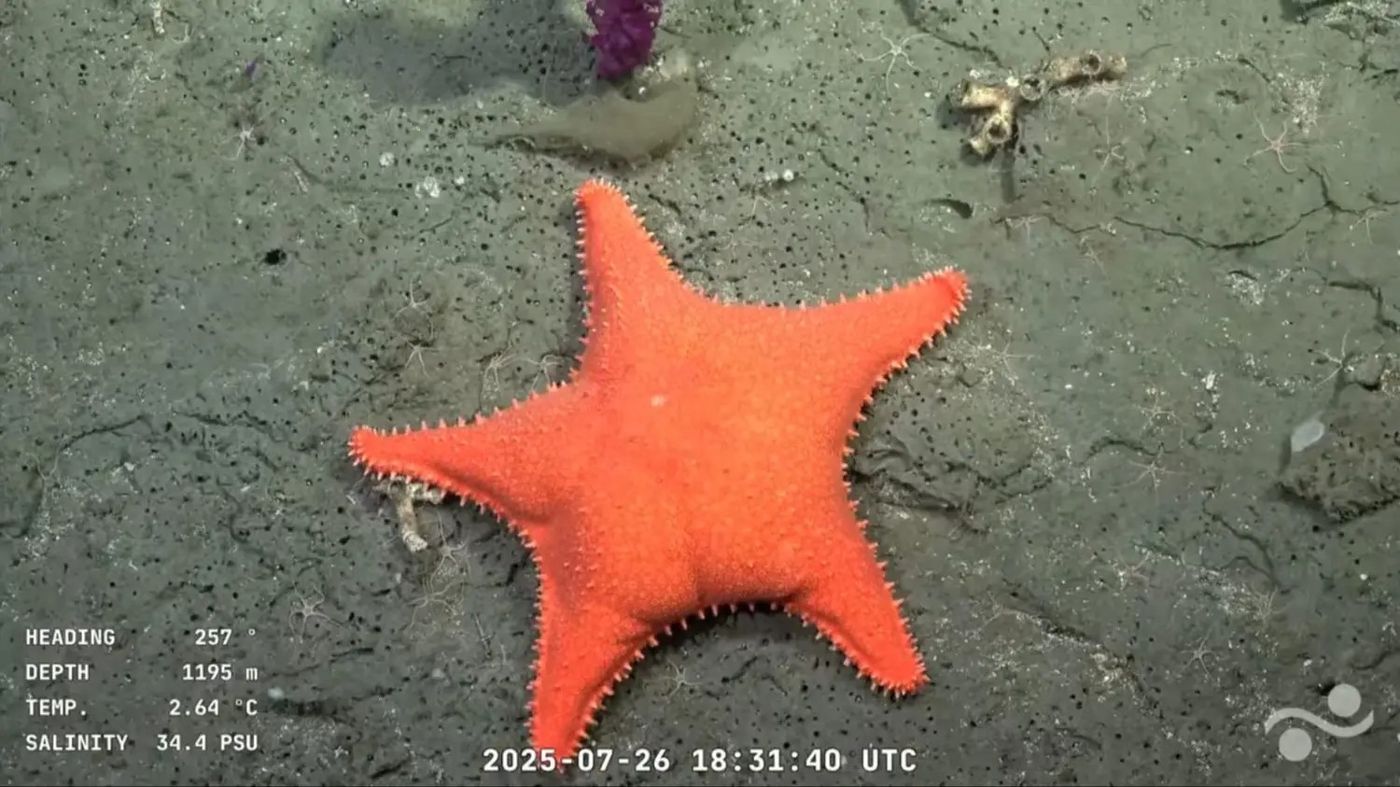 Una estrella de mar con forma llamativa sorprendió en la expedición del Conicet en el Mar Argentino y se volvió viral en redes