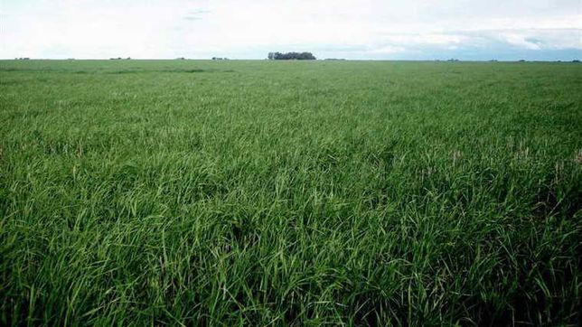 ¿para usaran el campo que recibira la unlp y tiene 134 hectareas?