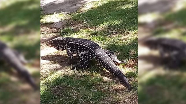 tras el susto, la municipalidad de ensenada aclaro que el lagarto no suele ser agresivo