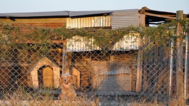 la desesperada busqueda de un refugio de animales que se quedo sin casa