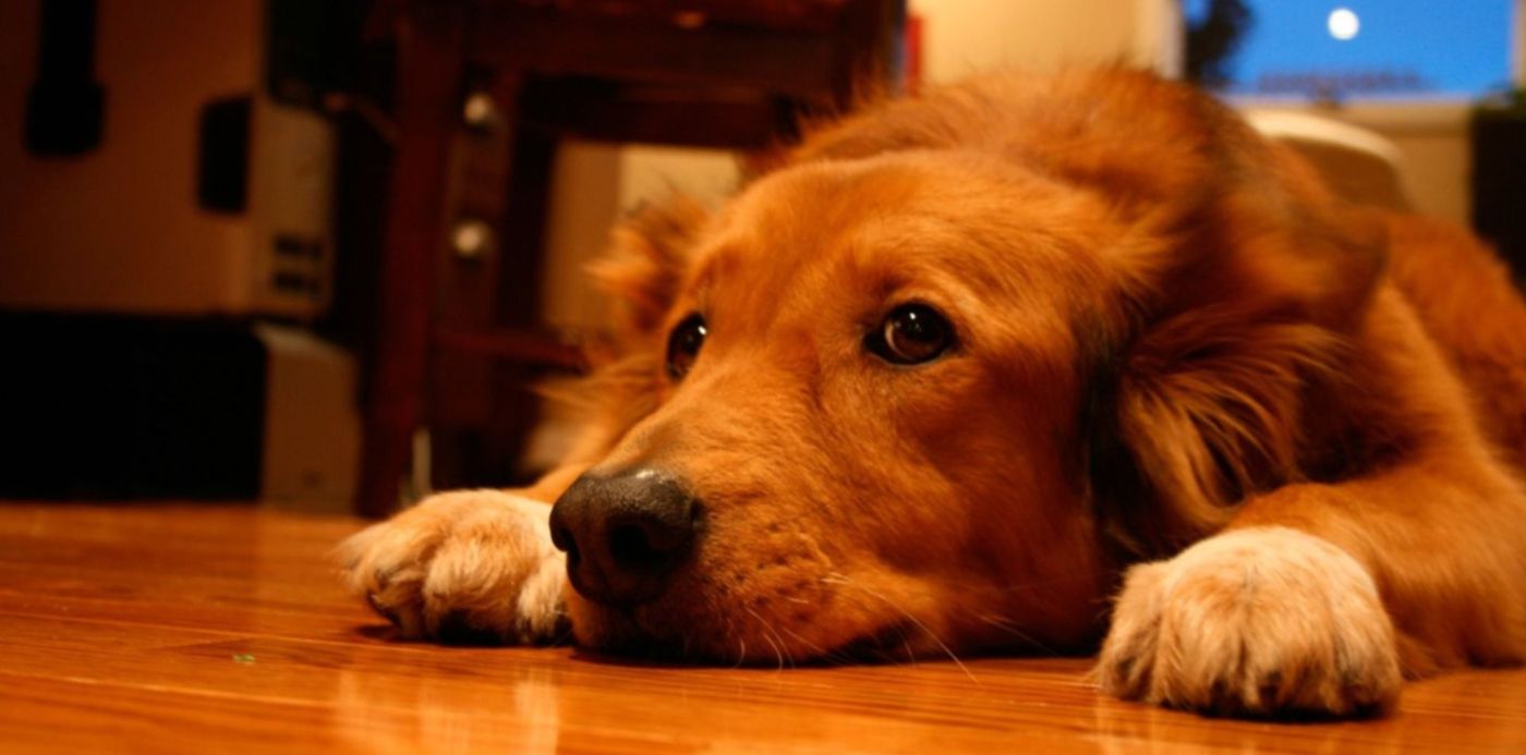 1576788643757.jpg?scaleX=1&height=743&y=87&width=1487&rotate=0&scaleY=1&ow=1500&oh=1000&x=7&&cw=1920&ch=950