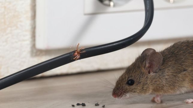 suspenden las clases en una escuela platense para desratizar