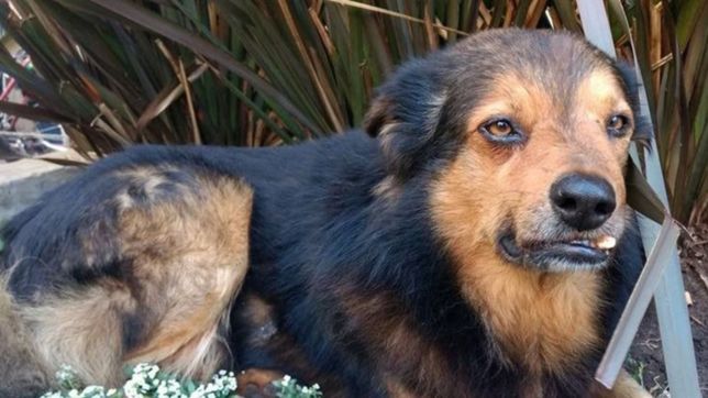 que fue de la vida de dientito, el perro mas famoso de la plata