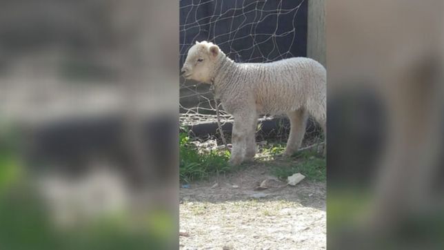 insolito: desaparecio una oveja de un comedor y la buscan por todo los hornos