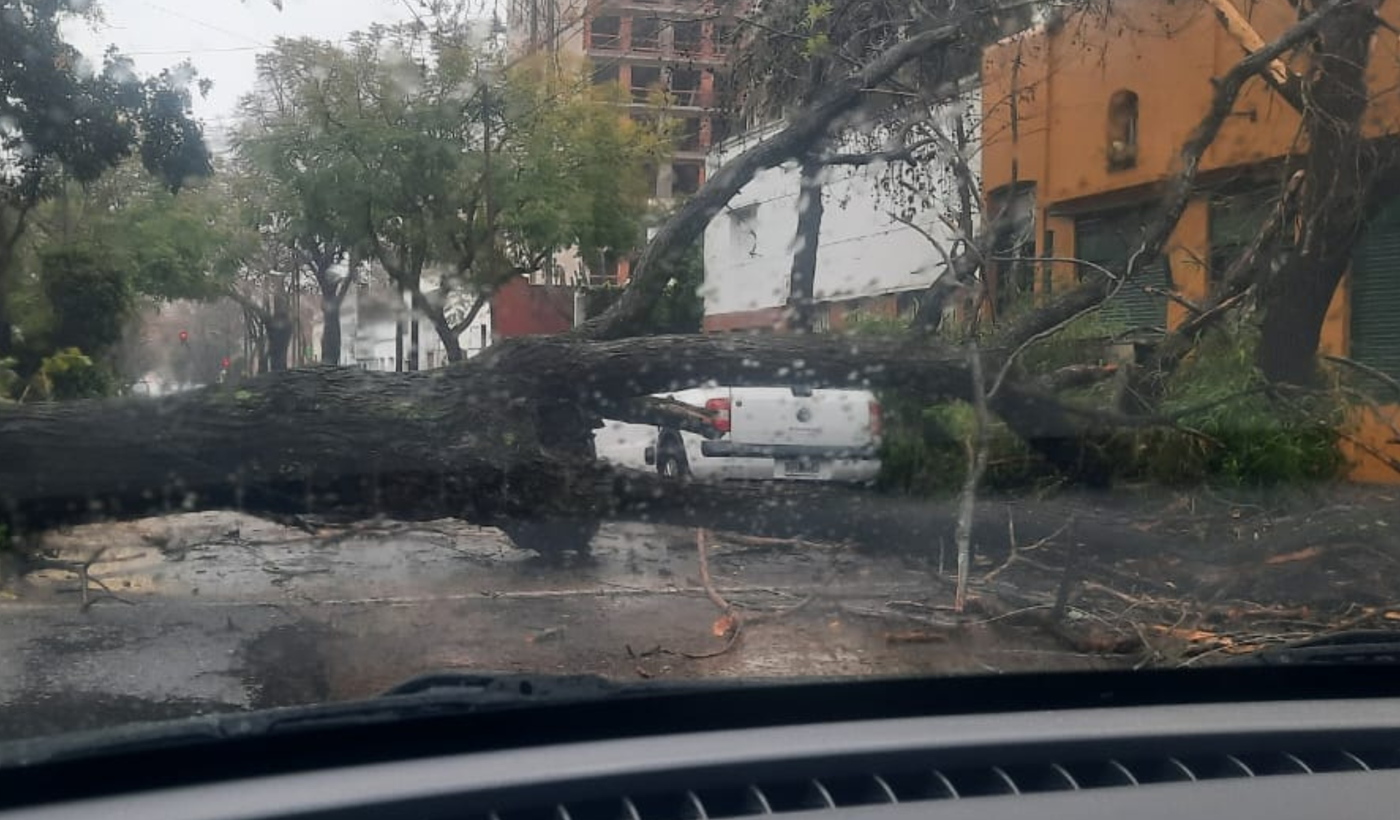 árbol caído en La Plata.png